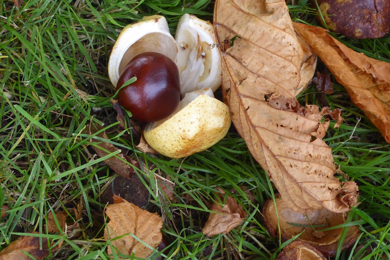 Conker