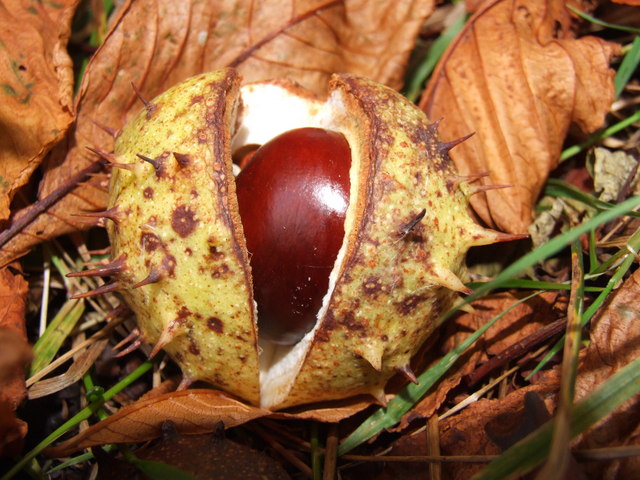 Conker