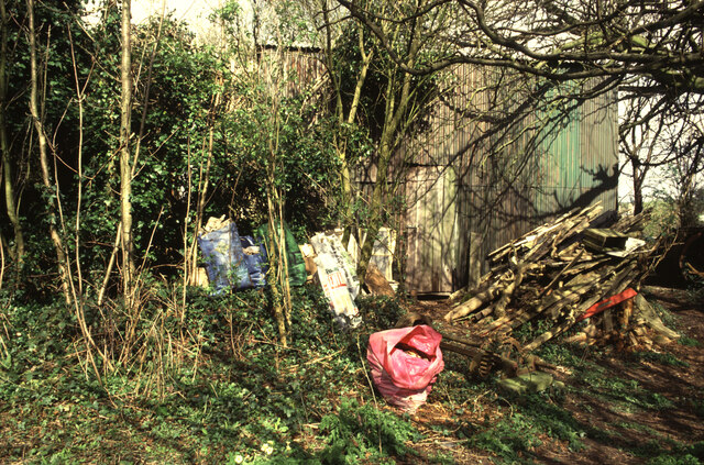 The Forest Level
